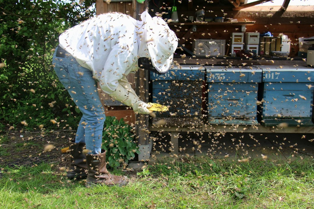 Photo Polish beekeeping traditions